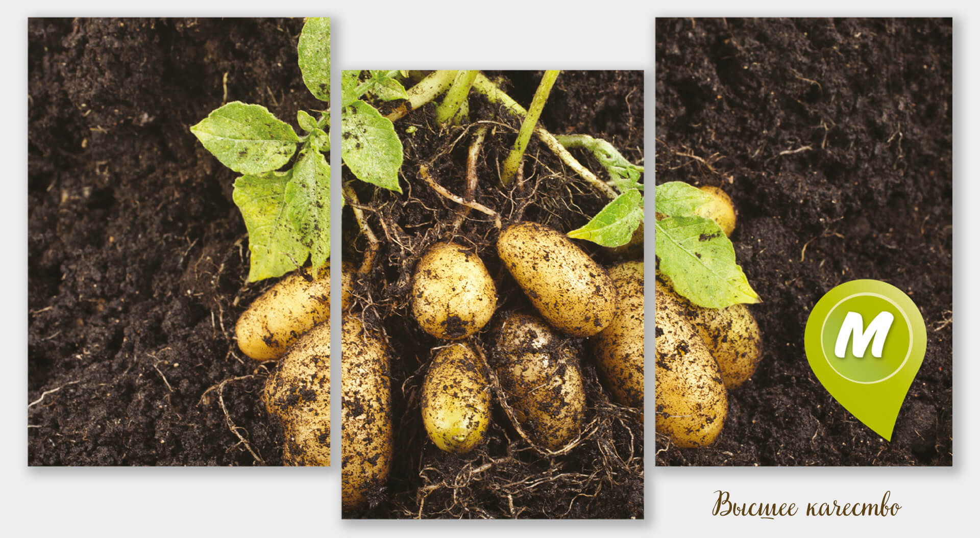 Monetka Supermarkets, Wall Graphic Potatoes